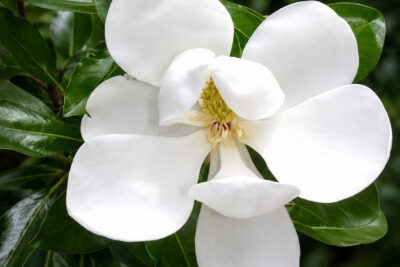 Magnolia zimozielona LITTLE GEM