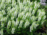 Szałwia omszona Sensation COMPACT WHITE - obrazek 2