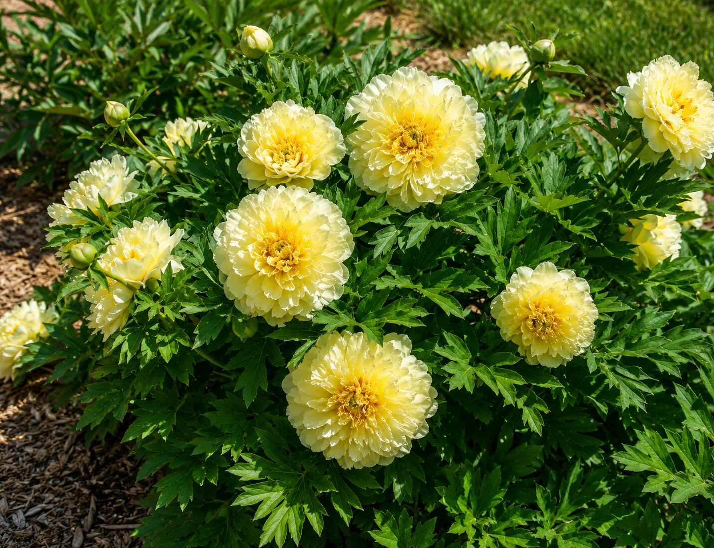 Piwonia Itoh DUCHESSE DE LORRAINE - obrazek 4
