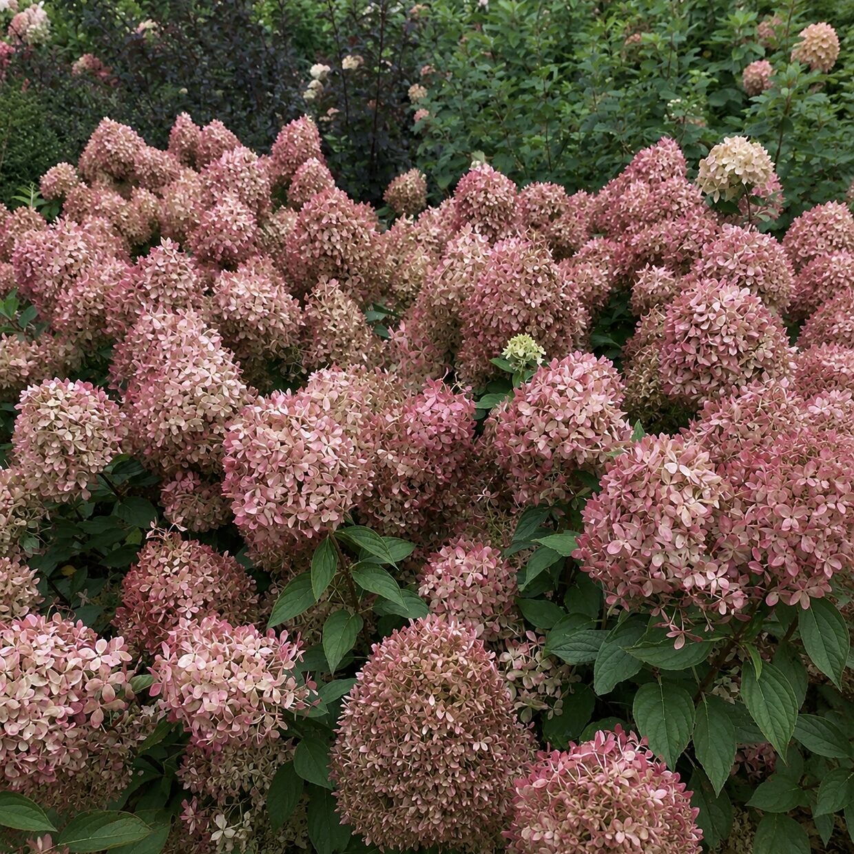 Hortensja bukietowa PIXIO