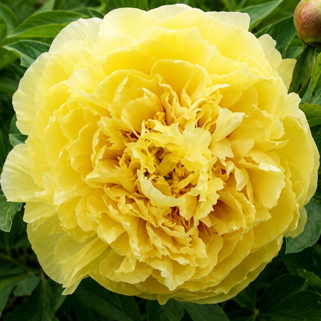 Piwonia Itoh DUCHESSE DE LORRAINE