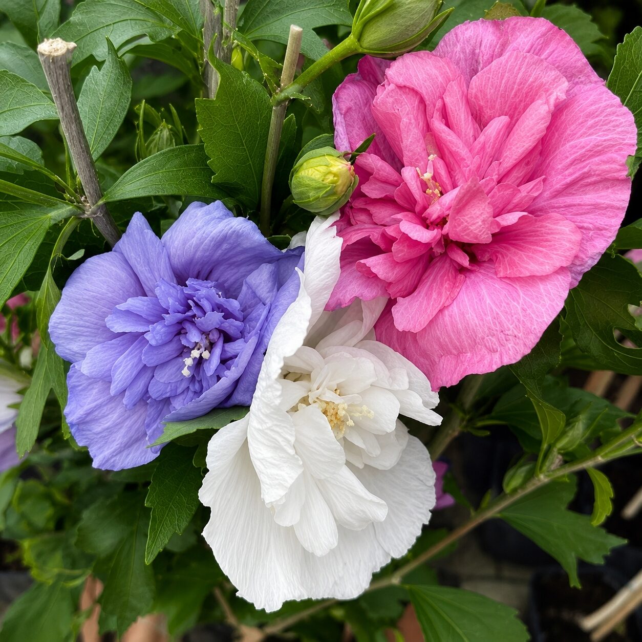 Hibiskus TRICOLOR CHIFFON na pniu - obrazek 3