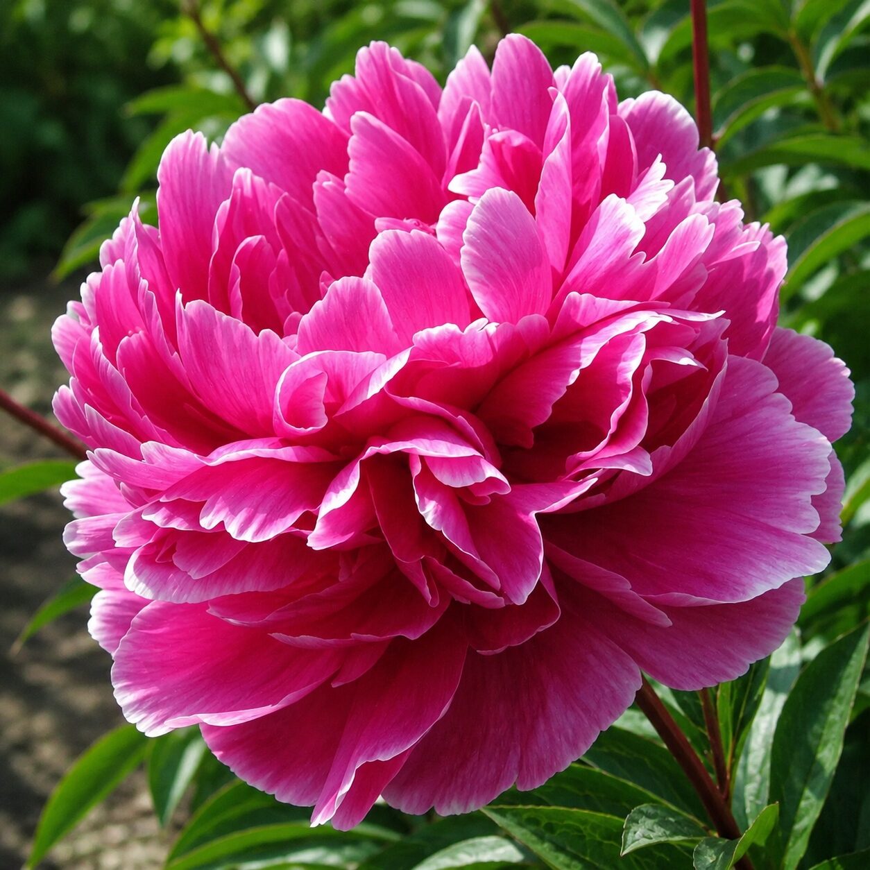Piwonia chińska JADWIGA