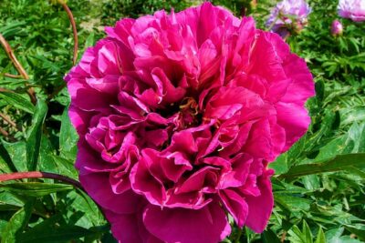 Piwonia Itoh BELLE TOULOUSAINE