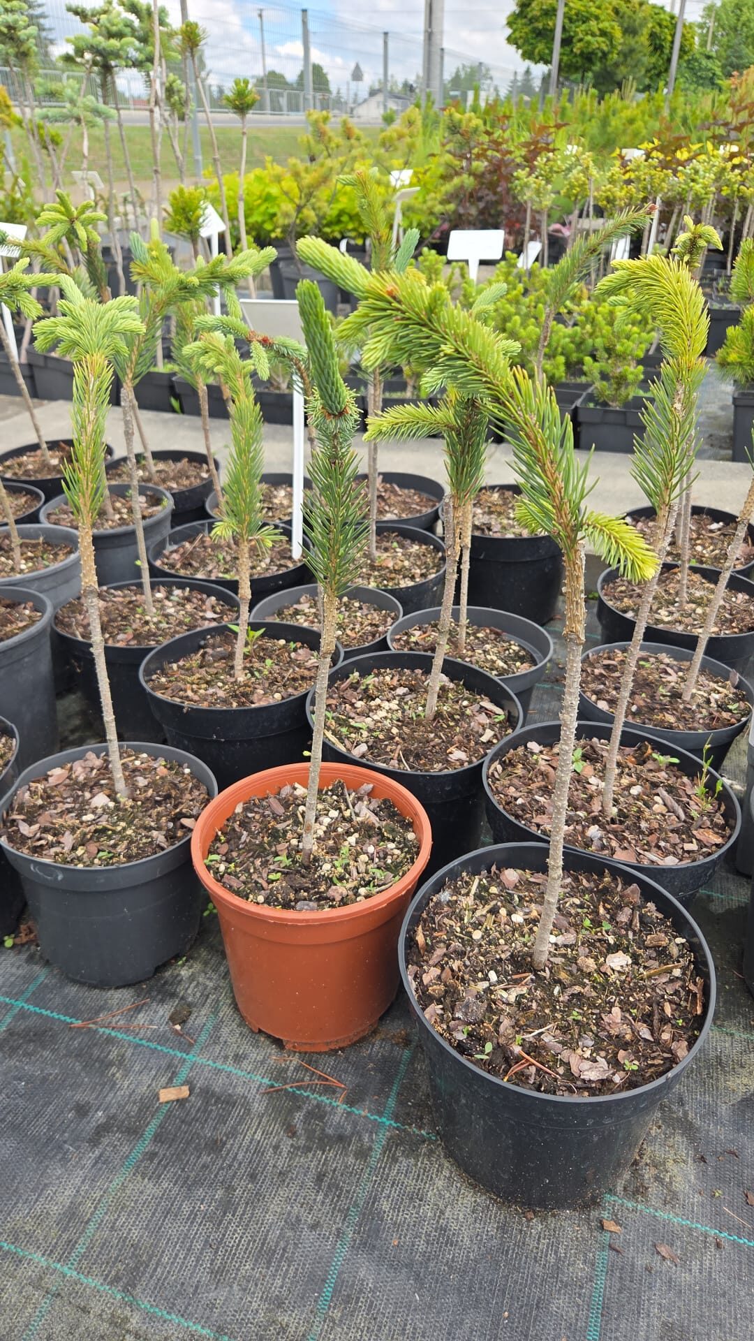 Świerk Engelmanna SNAKE - obrazek 2