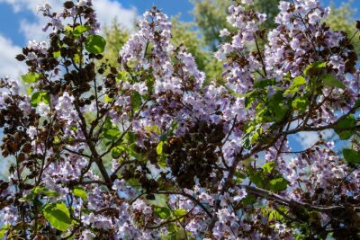 Paulownia OMSZONA