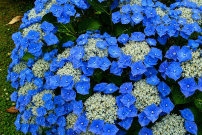 Hortensja piłkowana BLUEBIRD