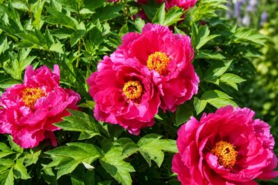 Piwonia Itoh PINK ARDOUR