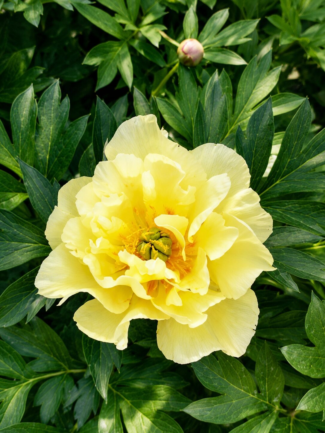 Piwonia Itoh DUCHESSE DE LORRAINE - obrazek 5