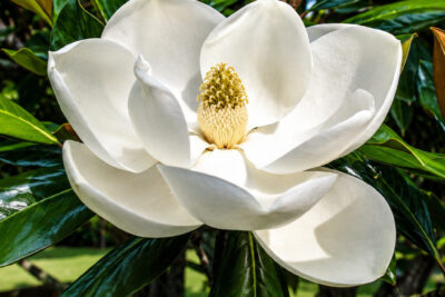 Magnolia zimozielona GALLISONIENSIS