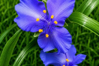 Trzykrotka ZWANENBURG BLUE