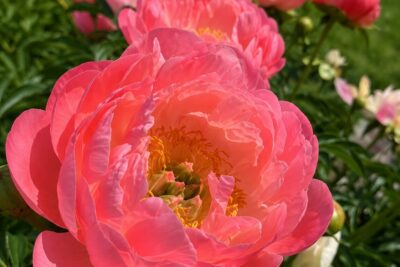 Piwonia CORAL CHARM koralowe kwiaty ZMIENIA KOLOR DONICZKA XXL 5L