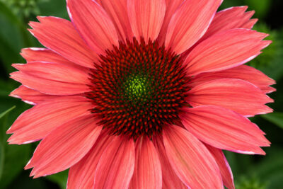 Echinacea jeżówka SUNMAGIC VINTAGE WATERMELON