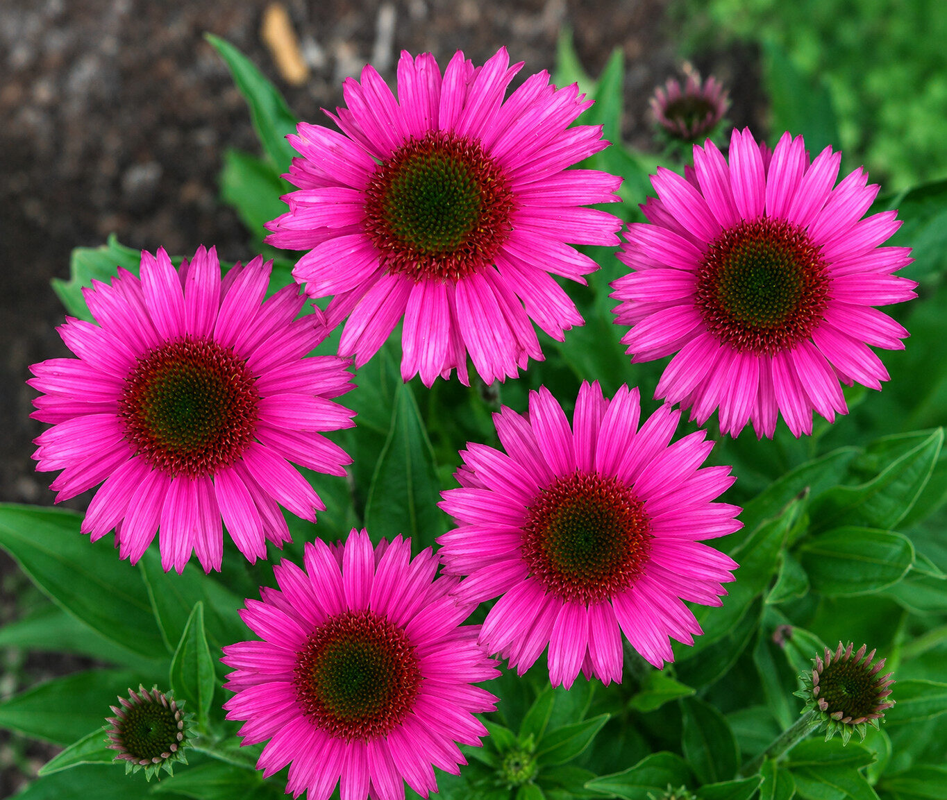 Echinacea jeżówka SENSATION PINK - obrazek 4