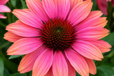 Echinacea jeżówka PEARL CORAL