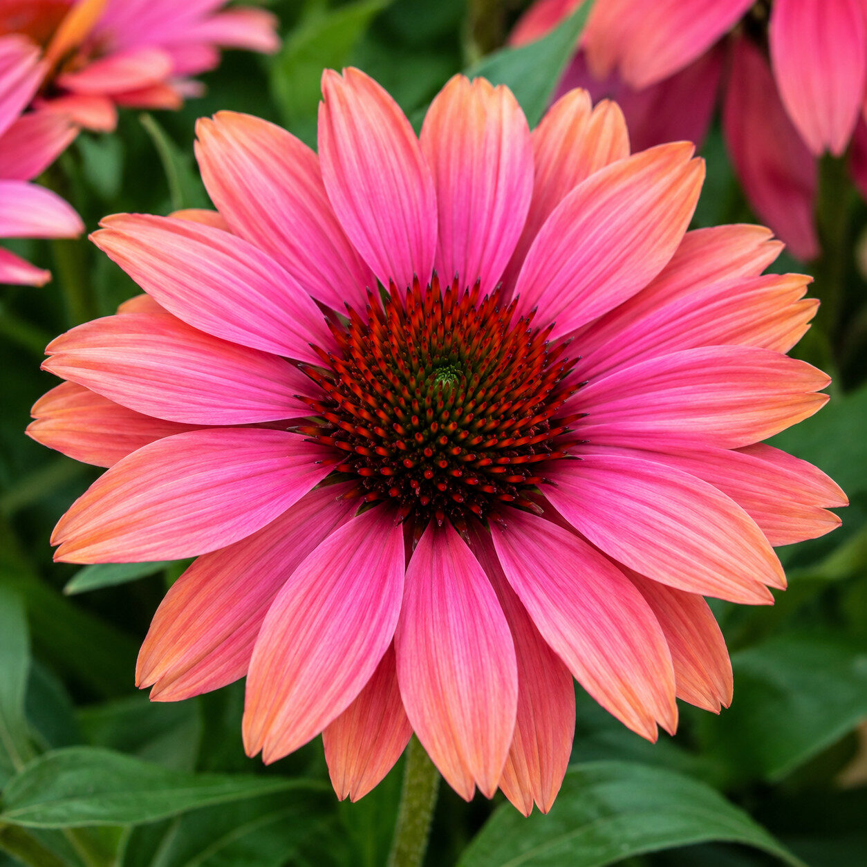 Echinacea jeżówka PEARL CORAL
