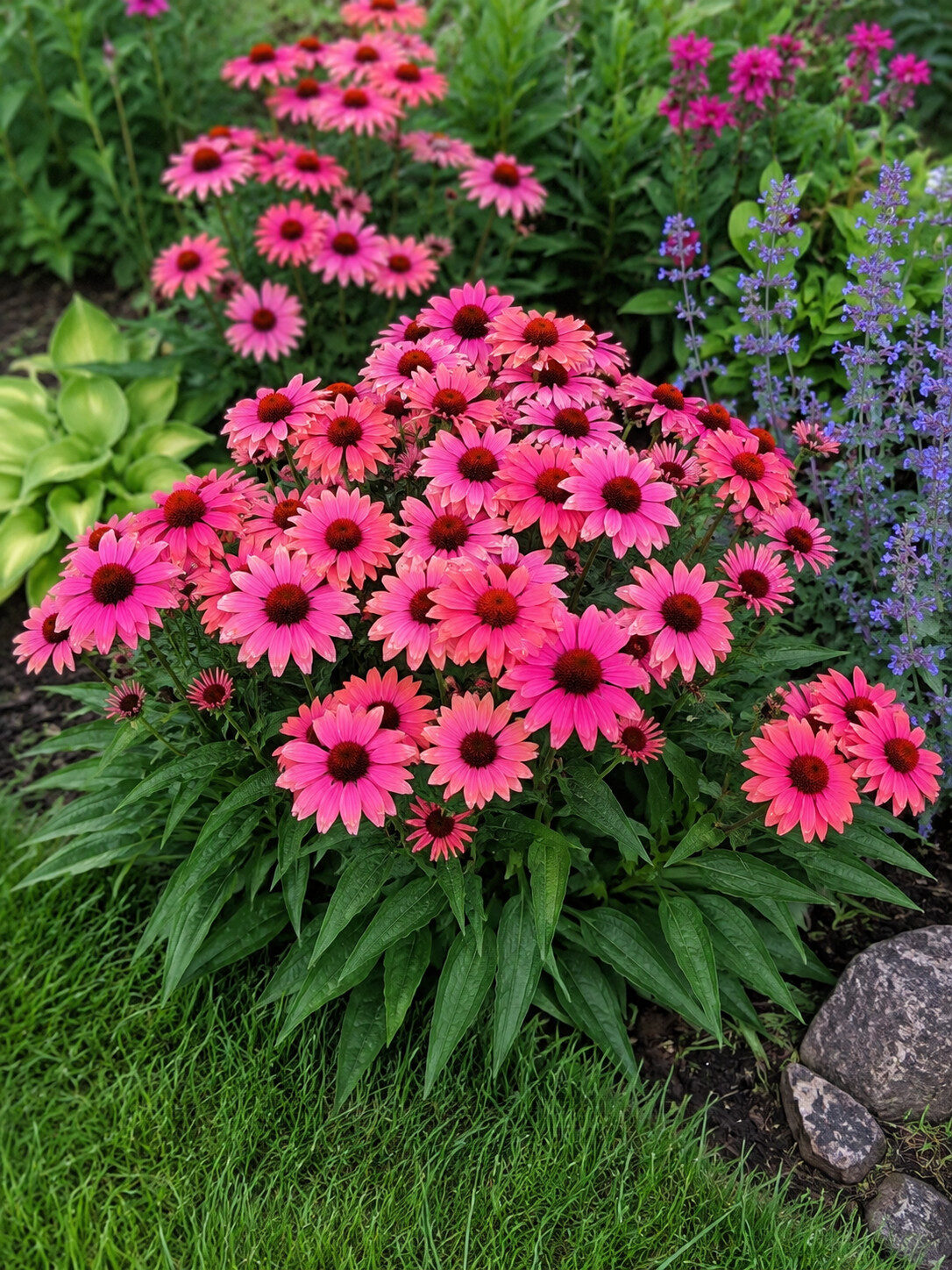 Echinacea jeżówka PEARL CORAL - obrazek 5
