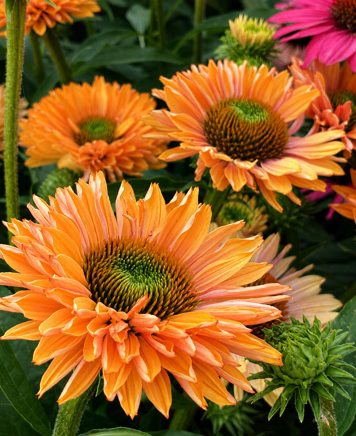 Echinacea jeżówka PUMPKIN PIE - obrazek 4