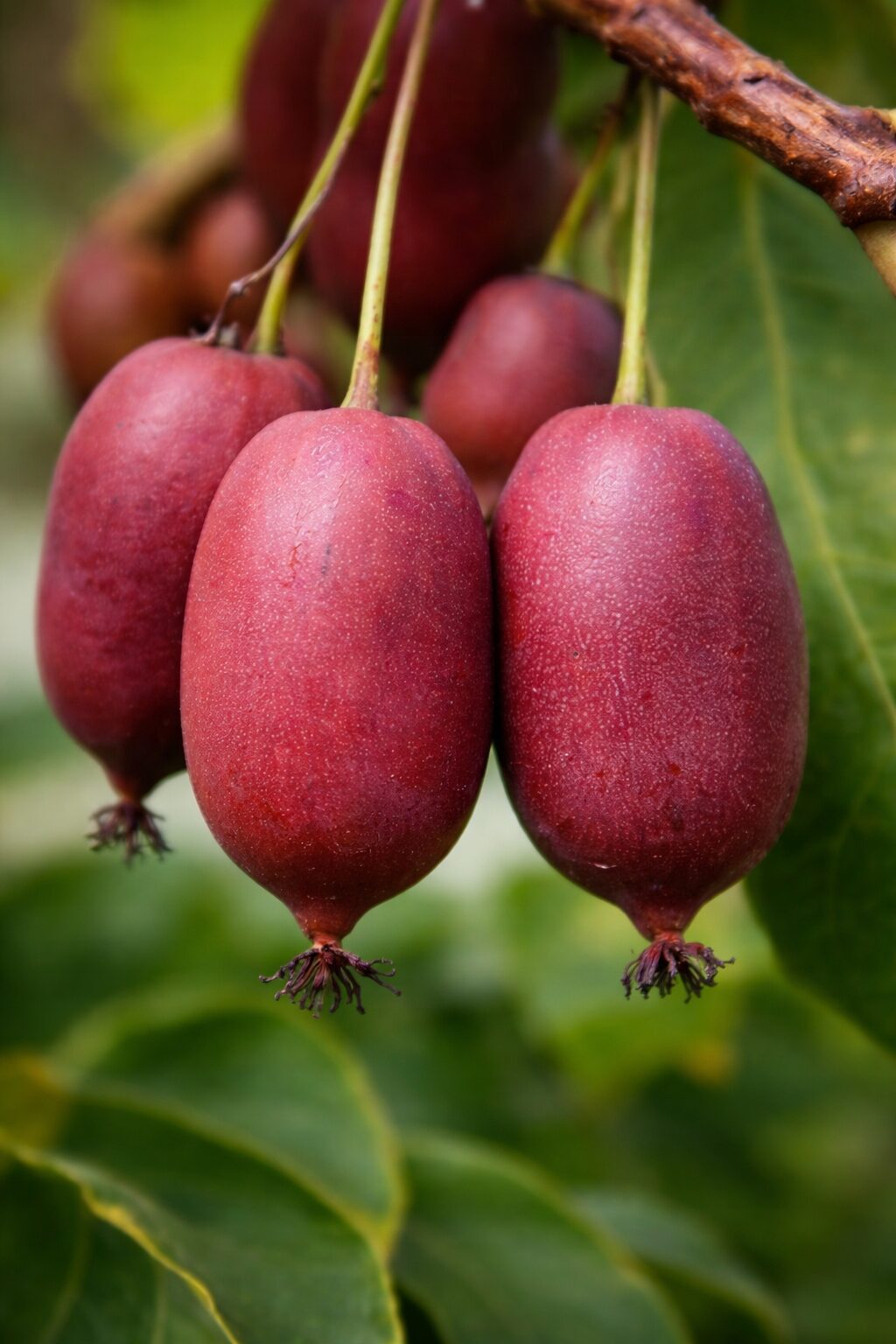 MINI KIWI HARDY RED odmiana żeńska - obrazek 3
