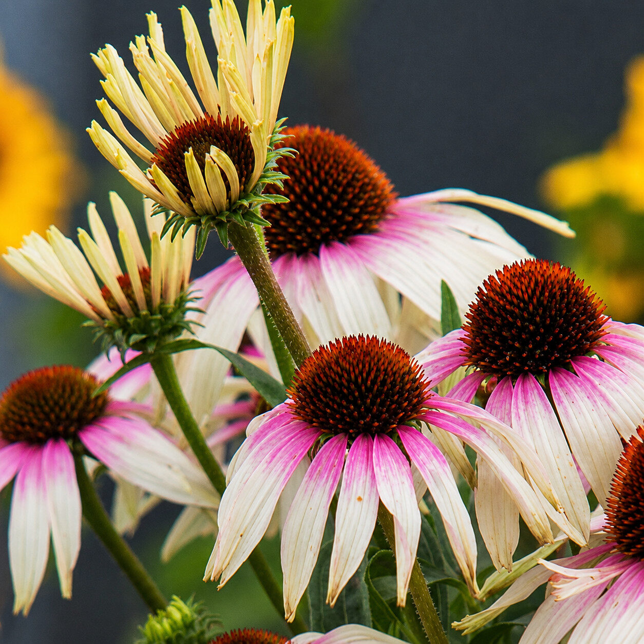 Echinacea jeżówka FOUNTAIN PINK EYE - obrazek 5