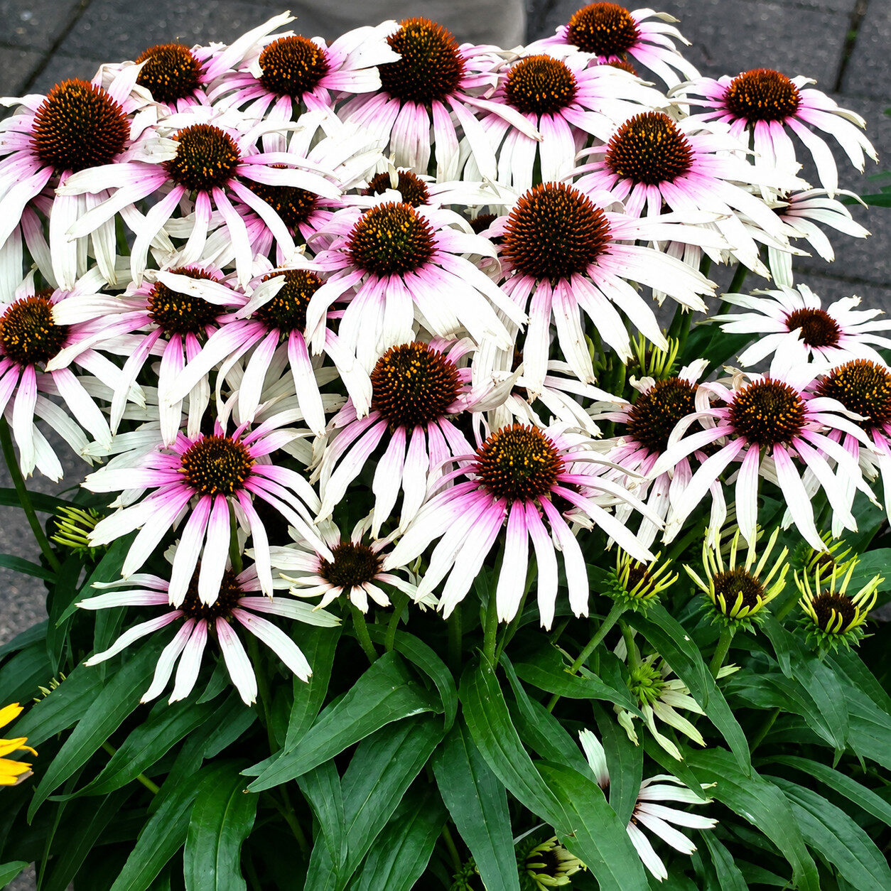Echinacea jeżówka FOUNTAIN PINK EYE - obrazek 3