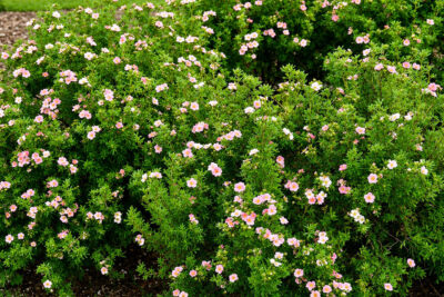 Pięciornik PINK QUEEN