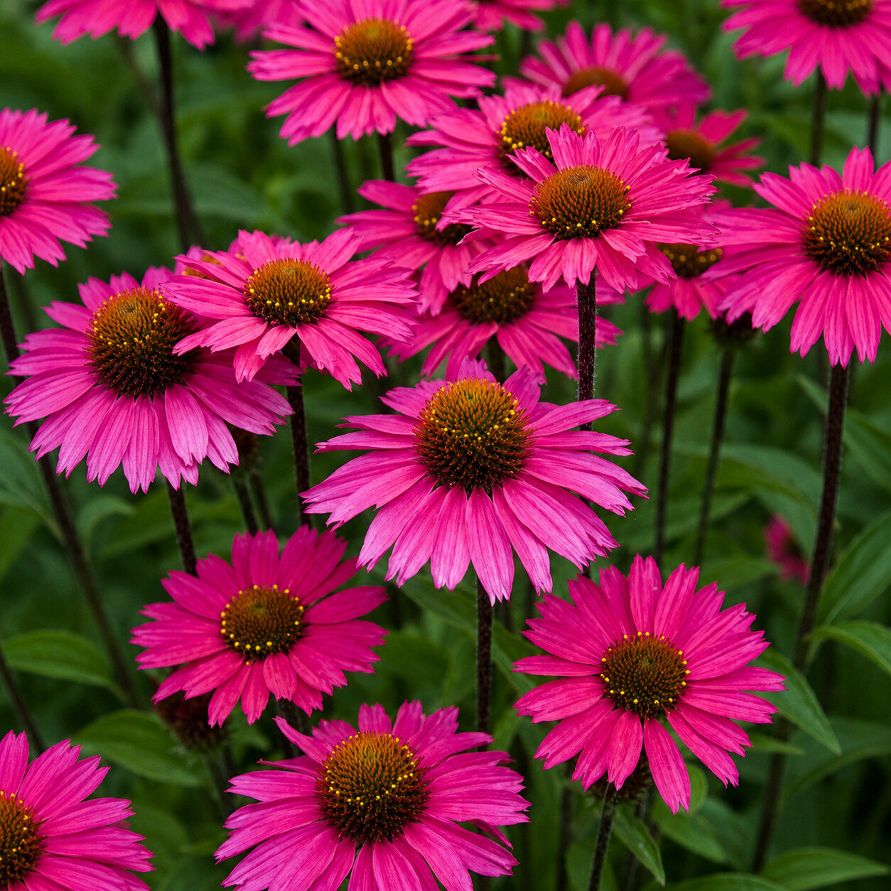 Echinacea jeżówka SENSATION PINK