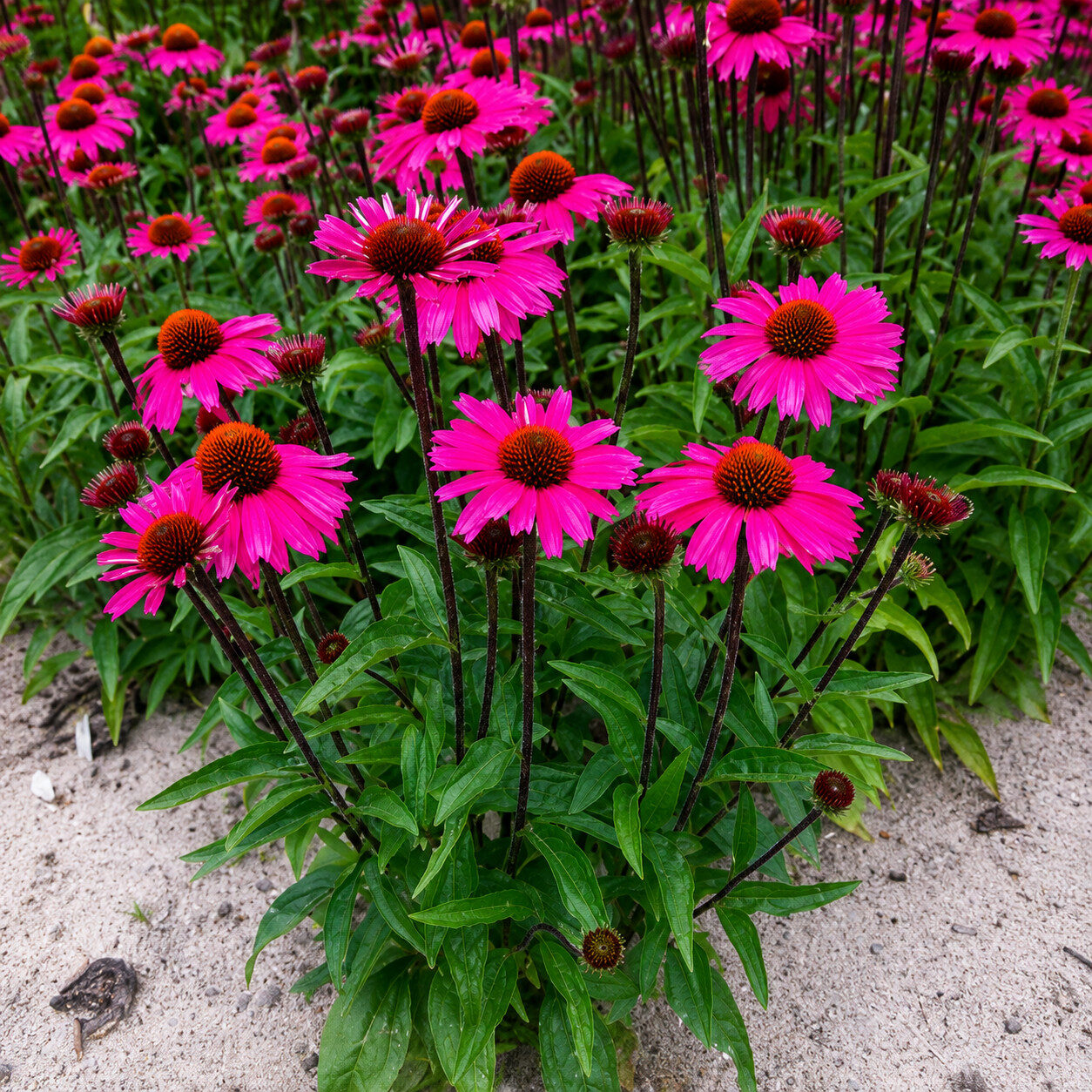 Echinacea jeżówka SENSATION PINK - obrazek 5