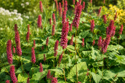 Rdest SPECIOSA