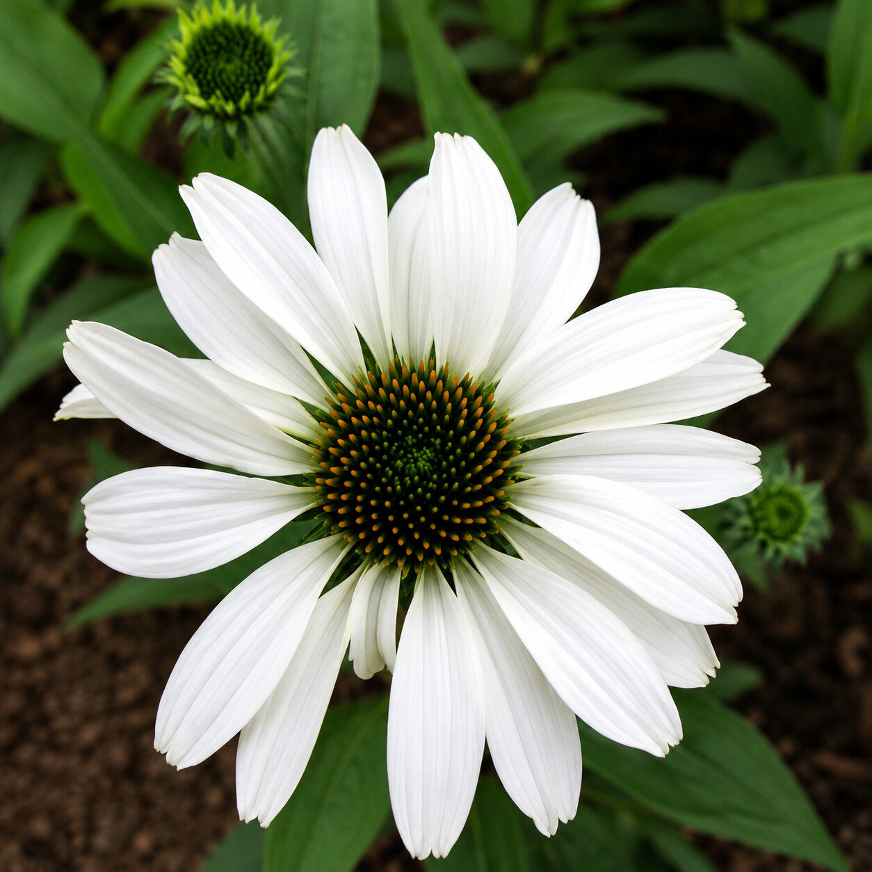 Echinacea jeżówka WHITE SWAN - obrazek 4