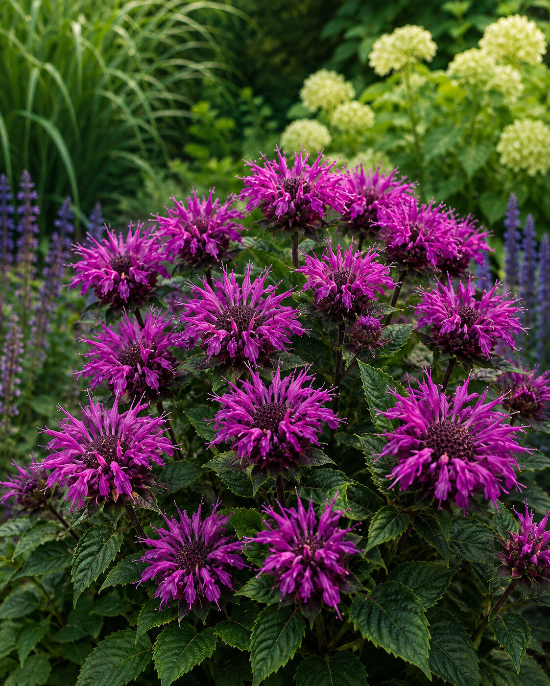Pysznogłówka BEE-PURE - obrazek 2