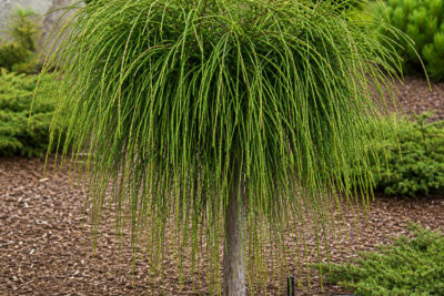 Thuja WHIPCORD NA PNIU