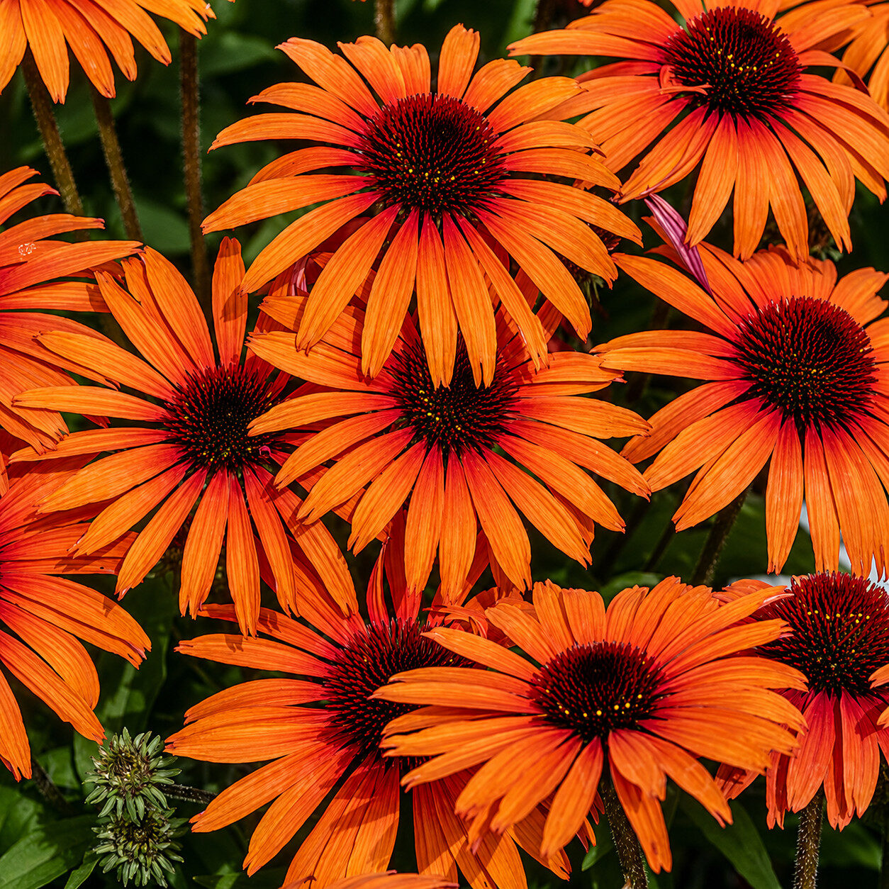 Echinacea jeżówka SUNMAGIC VINTAGE ORANGE