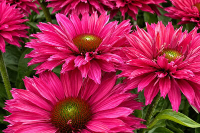 Echinacea jeżówka PINK GRAPEFRUIT