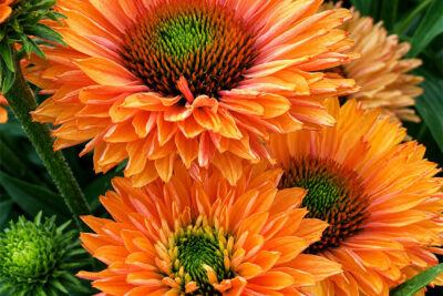 Echinacea jeżówka PUMPKIN PIE