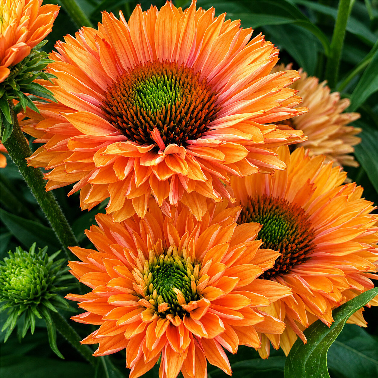 Echinacea jeżówka PUMPKIN PIE