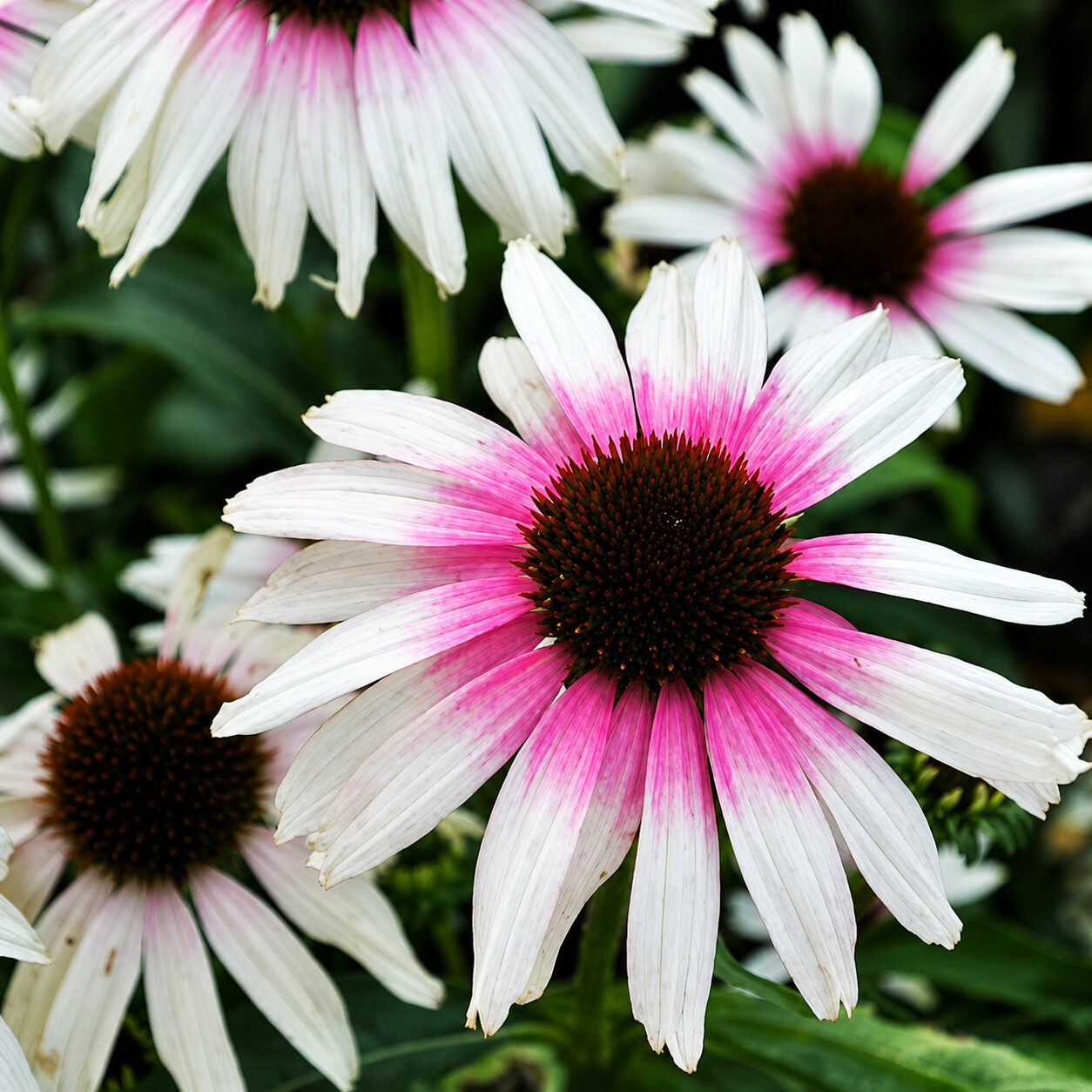 Echinacea jeżówka FOUNTAIN PINK EYE
