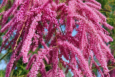 Tamaryszek PINK CASCADE