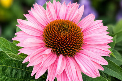 Echinacea jeżówka SALMON