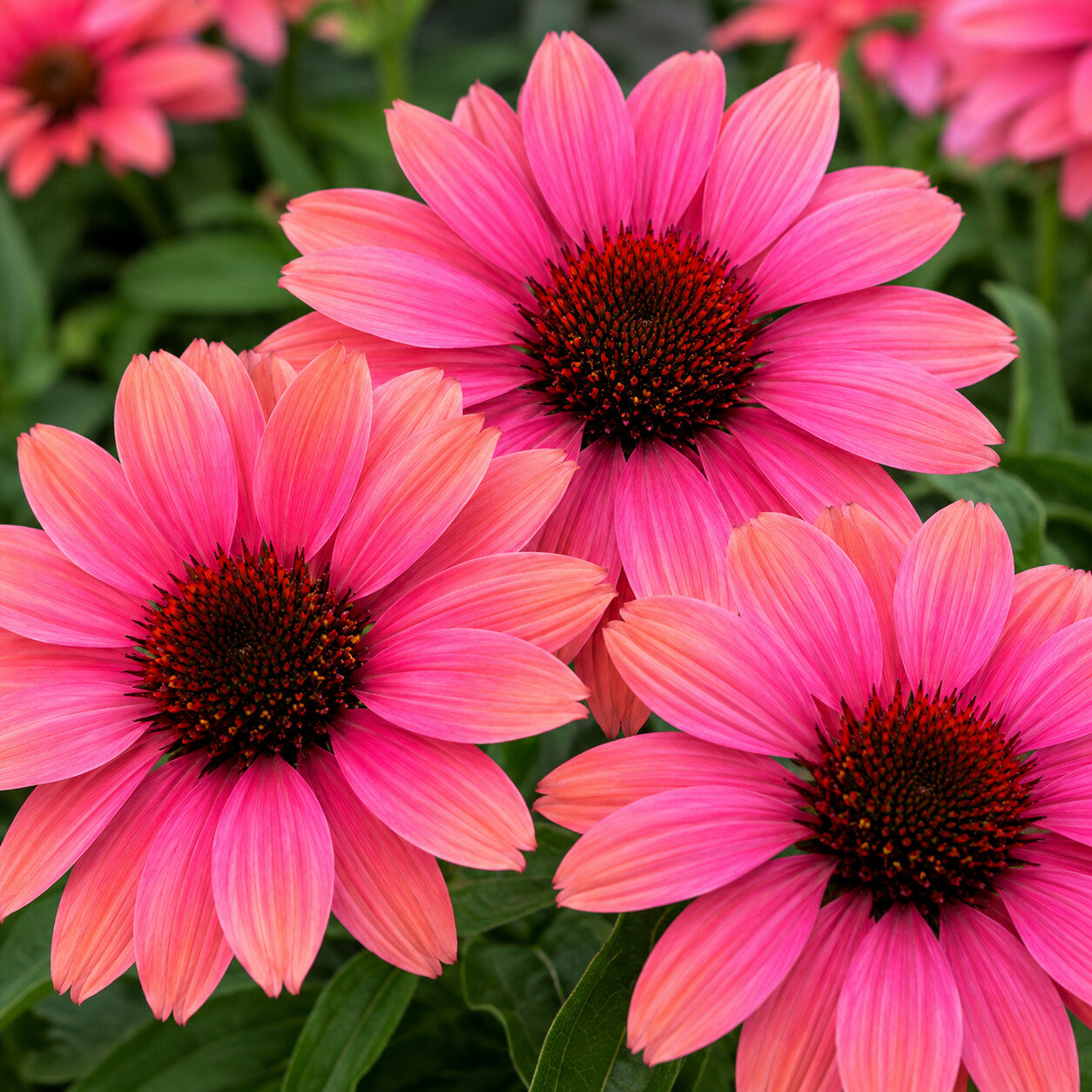 Echinacea jeżówka PEARL CORAL - obrazek 3