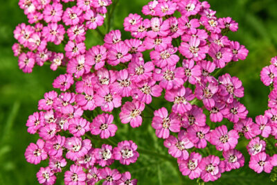 Krwawnik PRETTY BELINDA