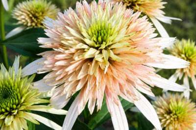Echinacea jeżówka CHERRY FLUFF