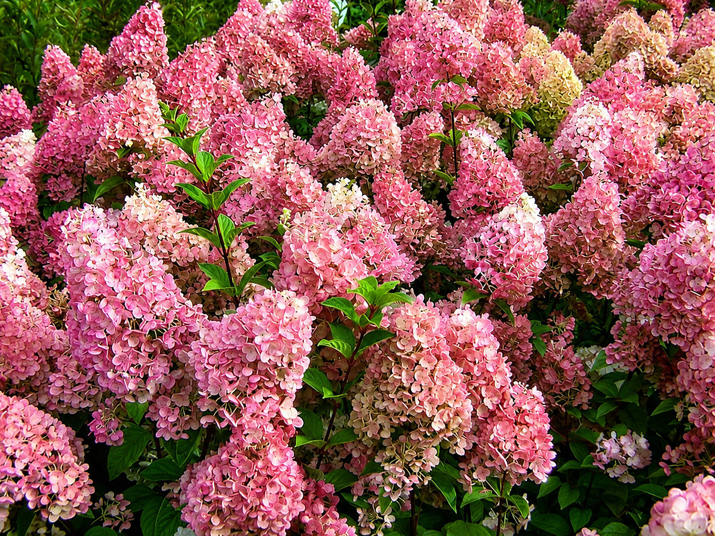 Hortensja SUNDAE FRAISE NA PNIU - obrazek 4