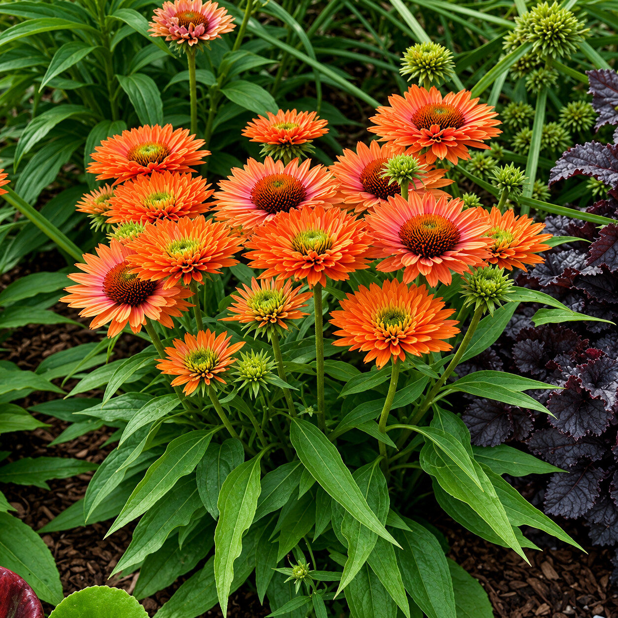 Echinacea jeżówka PUMPKIN PIE - obrazek 3