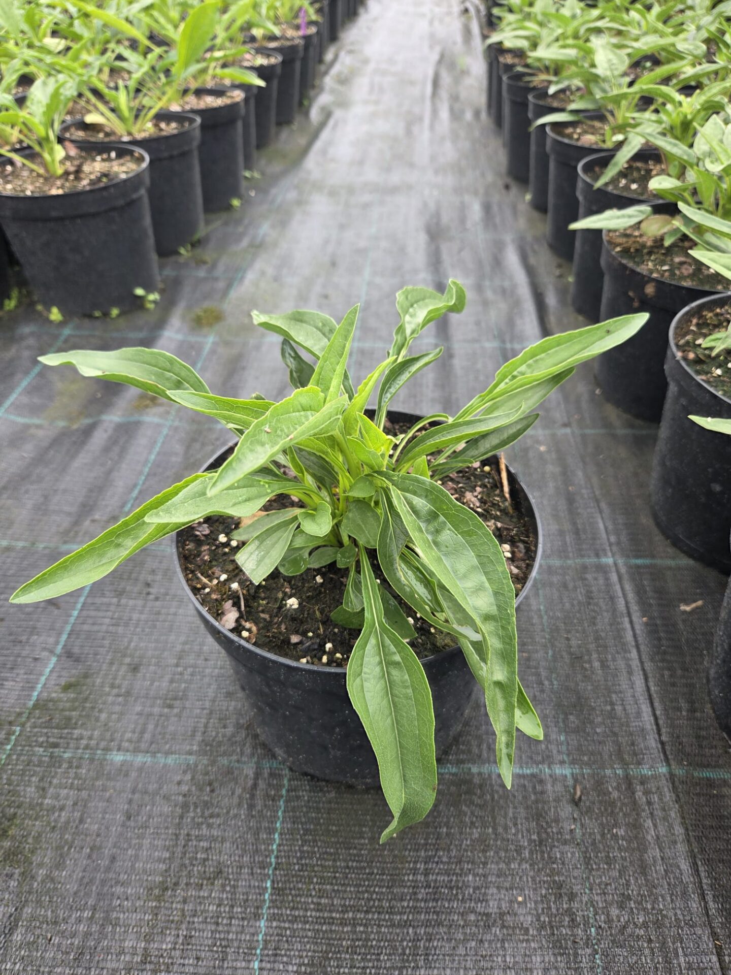 Echinacea jeżówka PUMPKIN PIE - obrazek 2