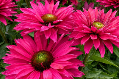 Echinacea jeżówka SWEET FUCHSIA
