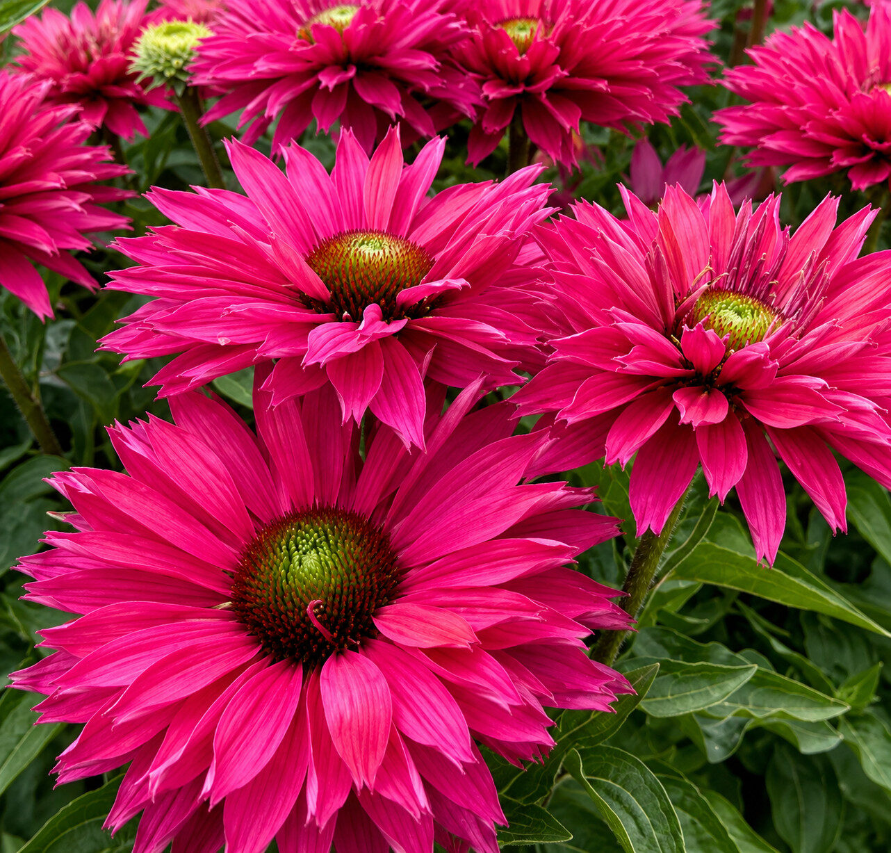 Echinacea jeżówka SWEET FUCHSIA