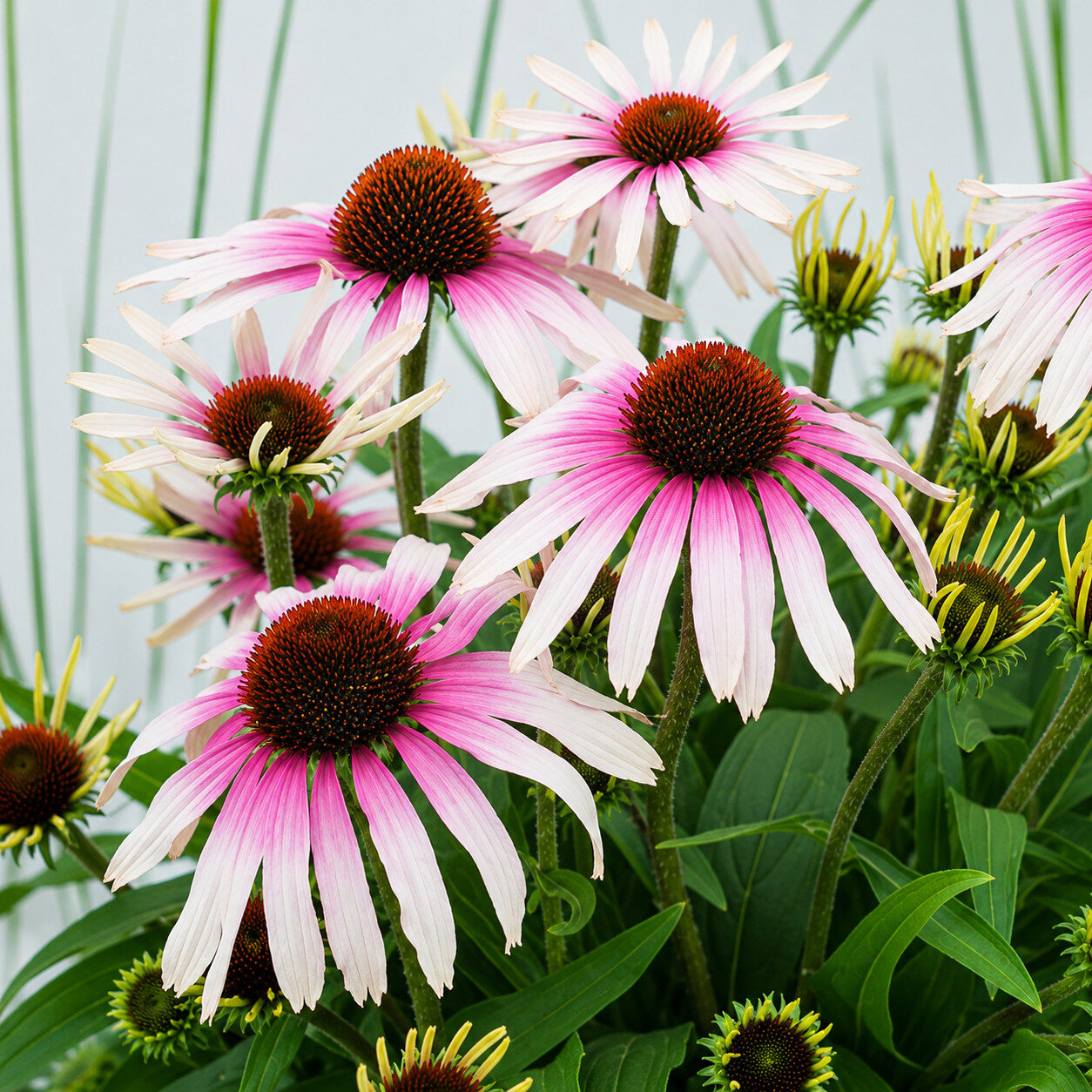 Echinacea jeżówka FOUNTAIN PINK EYE - obrazek 4
