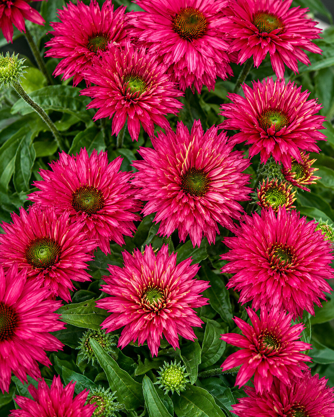 Echinacea jeżówka SWEET FUCHSIA - obrazek 4