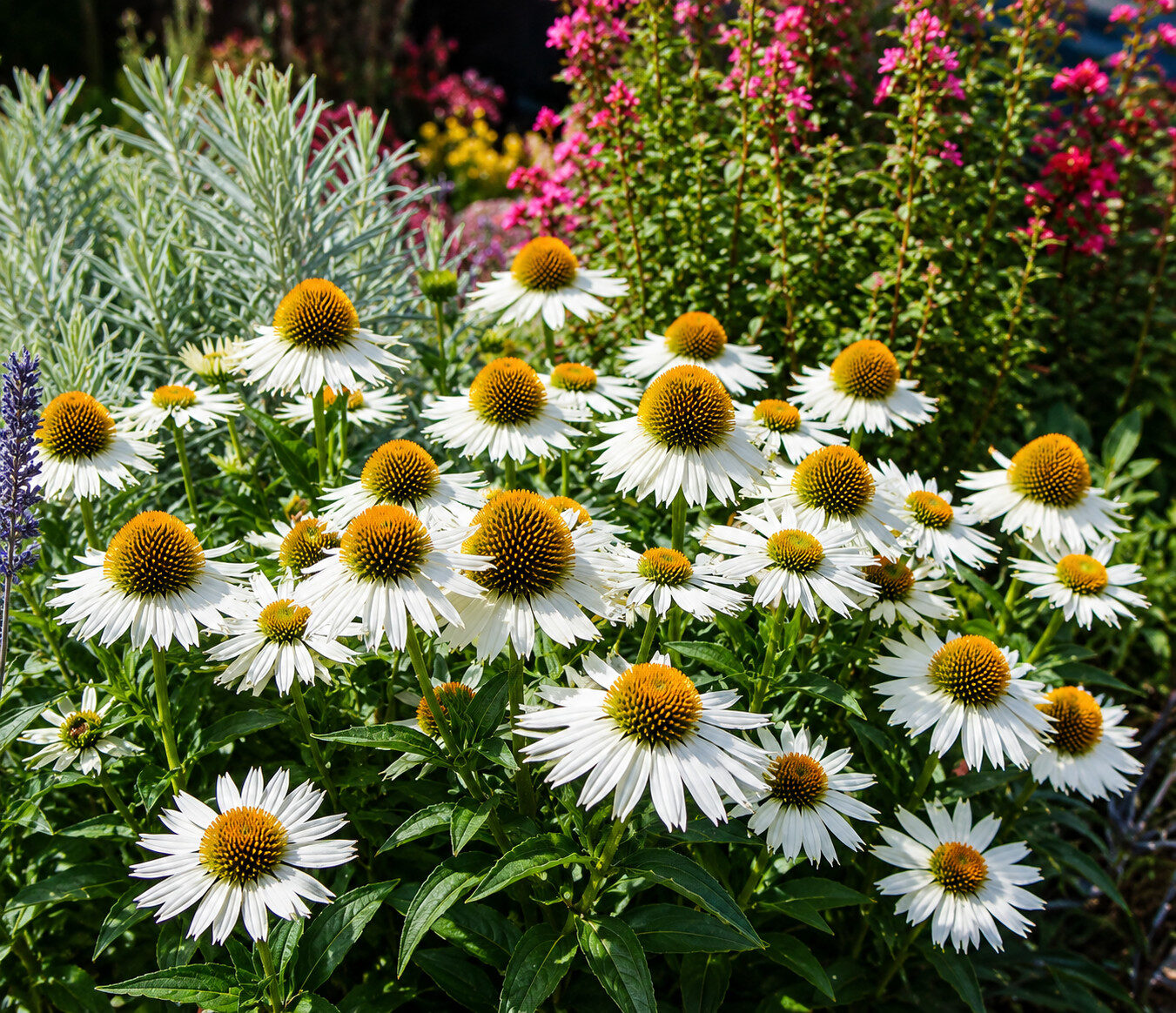 Echinacea jeżówka WHITE SWAN - obrazek 3